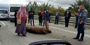 İnsan Evladı Yine Acımadı: Otoyolda Ölen Ayıya Önce Beddua, Sonra Tekme