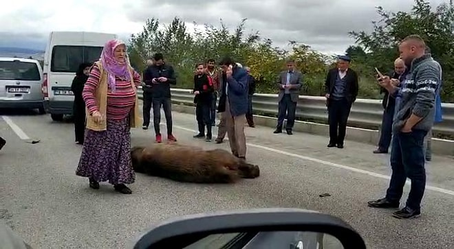 İnsan Evladı Yine Acımadı: Otoyolda Ölen Ayıya Önce Beddua, Sonra Tekme