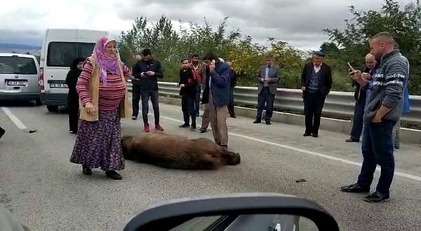 Yoldan geçen diğer sürücüler, araçlarını durdurup inerek kanlar içindeki ayıyı cep telefonlarıyla görüntüledi.