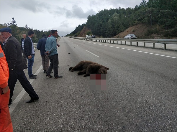 Ayının cansız bedeni daha sonra gelen Doğa Koruma ve Milli Parklar Şubesi ekipleri tarafından alınarak, gömülmek üzere götürüldü.