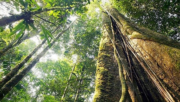 3. Где находятся тропические леса Амазонии?