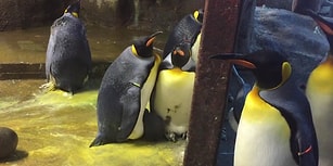 Terk Edilmiş Yavruyu Sahiplenen Eşcinsel Penguenler