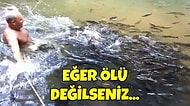 Açlık Durumunda Kendi Türünü Bile Yiyen Piranalarla İlgili Hayrete Düşeceğiniz 13 İlginç Bilgi