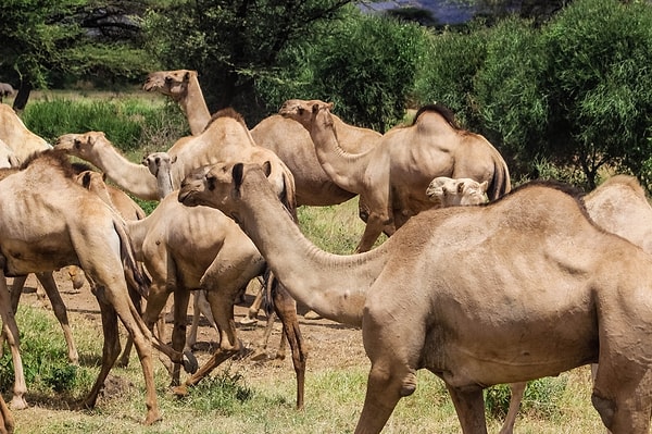 7. Из чего состоит горб у верблюда?