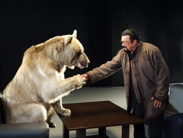 2. И медведь Степан - явное тому подтверждение. Вот, например, он со Стивеном Сигалом.