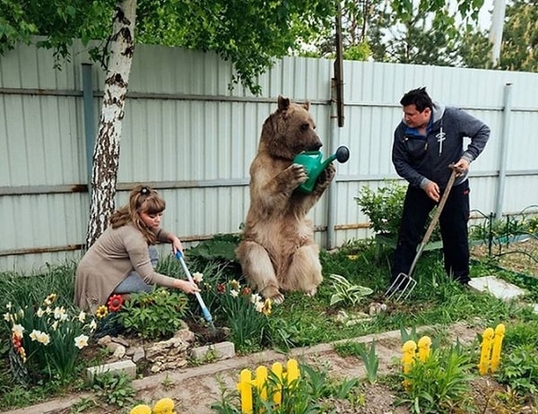 6. Питомец даже помогает им по дому 👍