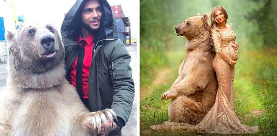 Говорите, медведи в России не ходят по улицам? Встречайте Степана - звезду русского шоу-бизнеса (и не только)