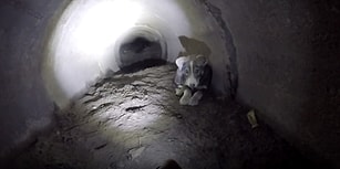 Yavru Köpek İçin Kanalizasyonda Metrelerce Sürünen Güzel İnsanlar