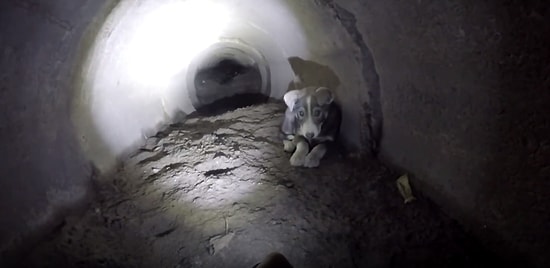 Yavru Köpek İçin Kanalizasyonda Metrelerce Sürünen Güzel İnsanlar