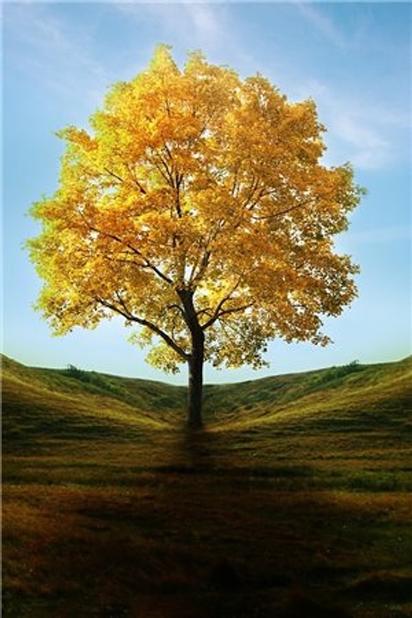 Дерево с осенней листвой