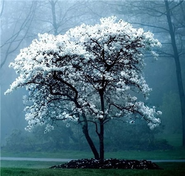 Цветущее дерево