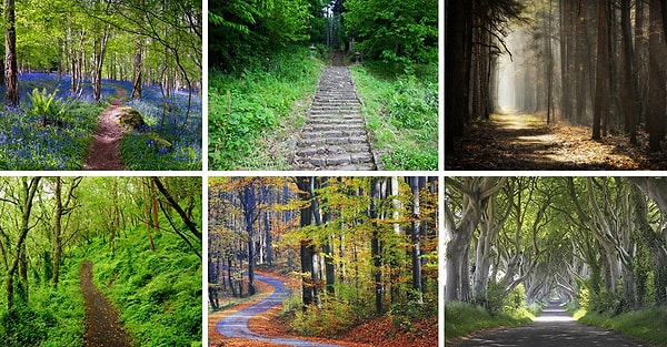 Представьте, что вы пошли гулять в лес и вдруг наткнулись на одну из их этих троп. На какую именно? По которой из них вы хотели бы прогуляться?