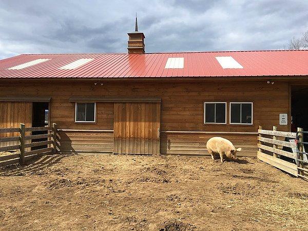 1. Bir domuz çiftliğinin ahırında çıkan yangında itfaiyeciler domuzları kurtarmış. Çiftlik sahibi 6 ay sonra itfaiyecilere teşekkür mahiyetinde bir koli domuz sosisi göndermiş.