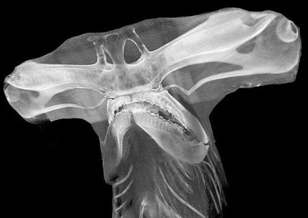 13. Çekiç başlı köpek balığının röntgen filmi.