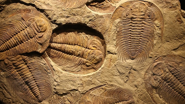 15. Paleontoloji bugünlerde altın çağını yaşıyor. Neredeyse her 10 günde bir yeni bir dinozor türü keşfediliyor.