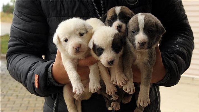 Garip'in Yavruları Öksüz Kaldı: Kırklareli'nde Bir Köpek 'Okla' Vurularak Öldürüldü