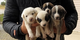 Garip'in Yavruları Öksüz Kaldı: Kırklareli'nde Bir Köpek 'Okla' Vurularak Öldürüldü
