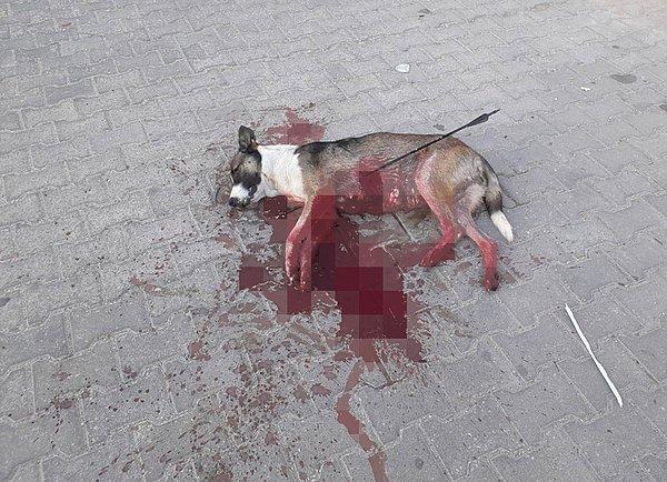 Kan donduran bir haber geldi: Garip isimli köpek okla vurularak, cani bir şekilde öldürüldü