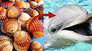 Bu Deniz Kabuğu Testine Göre Yunus musun Köpek Balığı mısın?