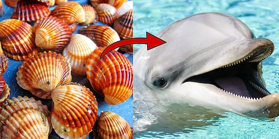 Bu Deniz Kabuğu Testine Göre Yunus musun Köpek Balığı mısın?