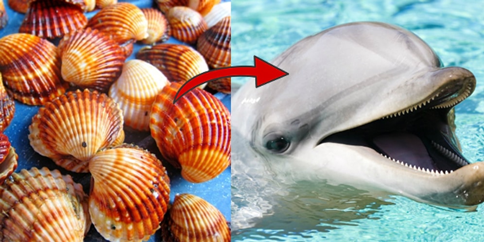 Bu Deniz Kabuğu Testine Göre Yunus musun Köpek Balığı mısın?