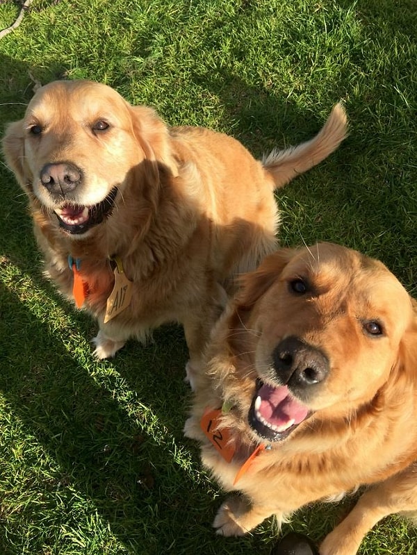 Потом коалу отпустят жить самостоятельно в дикой природе, как и положено.
