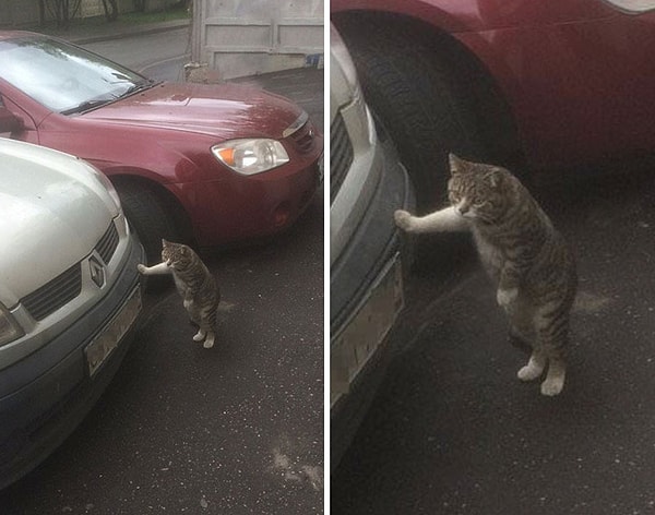 5. "Когда я вижу кого-то из знакомых и прячусь, чтобы дождаться их ухода"