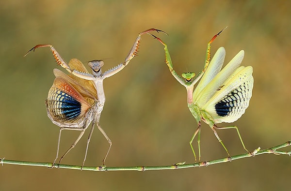 8. "Когда встречаются два интроверта и общаются друг с другом как экстраверты"
