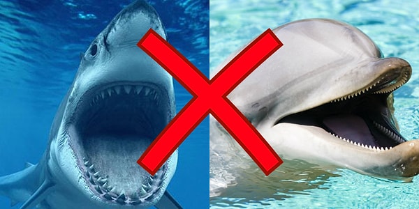 Ты не акула и не дельфин!
