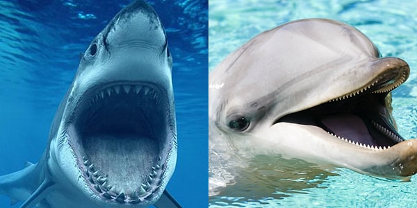 Ты и акула, и дельфин!