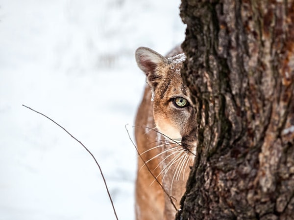 1. Будь вы животным, где бы вы искали еду?