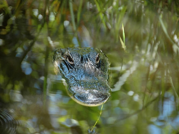 5. Как долго вы готовы ждать?