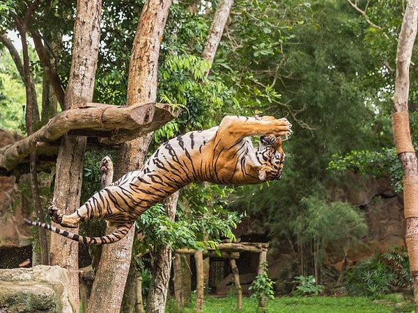 В отношениях вы тигр!