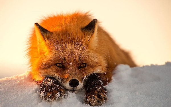 В отношениях вы лиса!