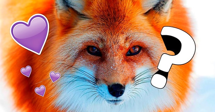Тест: Какое вы животное в отношениях?