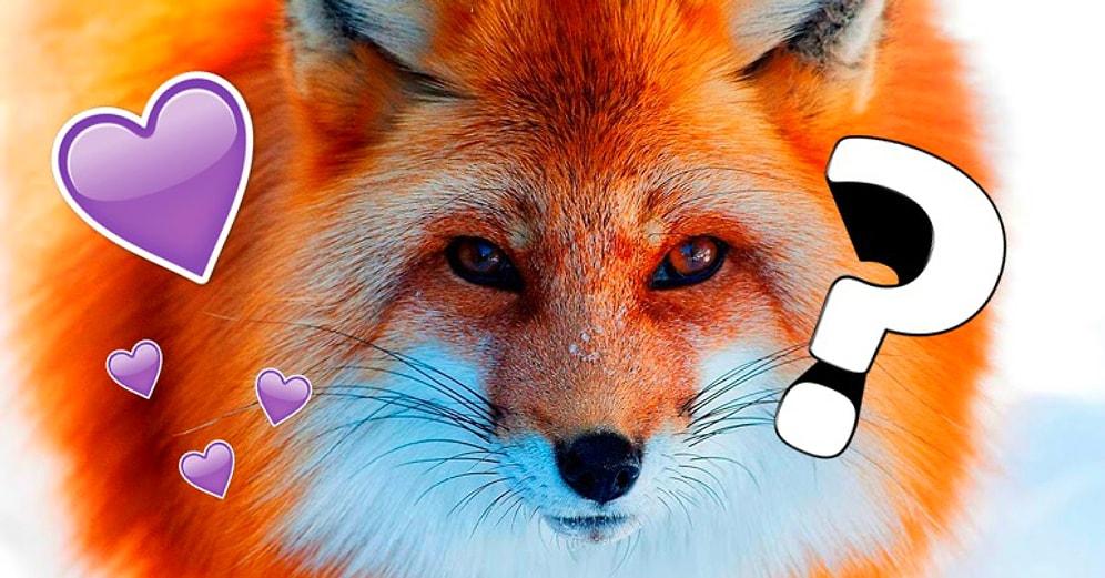 Тест: Какое вы животное в отношениях?