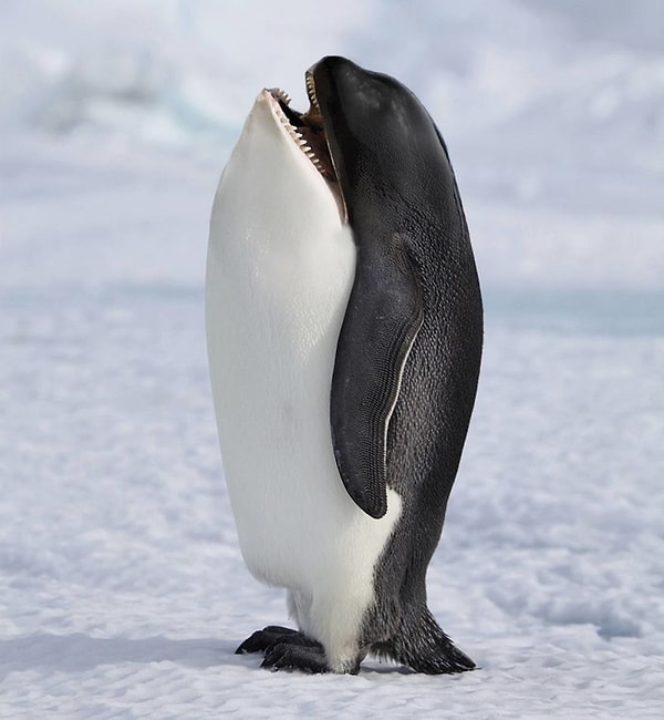 1. Пингвакула