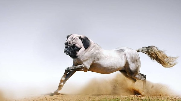 5. Мопсоконь