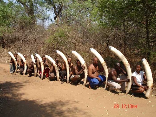 В результате в Африке были раскрыты три картеля незаконного импорта слоновой кости. Ученые, заинтересованные в программе ДНК-тестирования, обнаружили, что бивни разделяются на несколько частей и продаются в разных местах по всему миру.