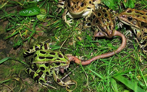 18. Kuzey leopar kurbağası avını gözlerini kullanarak yutar. Gözlerini kafasının içine geri çekerek yemeğin aşağı itilmesine yardımcı olur.