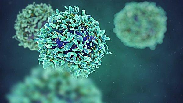 12. Bağışıklık sisteminiz, günde en az bir kere, yaşaması durumunda kansere dönüşecek bir hücre yok eder.
