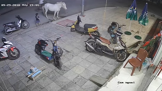 Yakınlık Kurmak İstediği Attan Çifte Yiyen Ufaklık