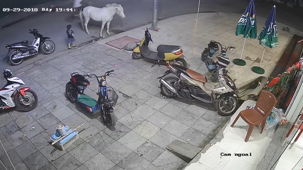 Yakınlık Kurmak İstediği Attan Çifte Yiyen Ufaklık