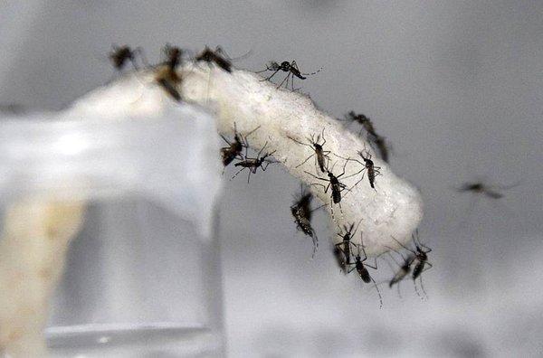 Verily adlı firma Singapur'da ölümcül wolbachia bakterisi taşıyan sivrisineklerden korunmak için bir yol buldu.