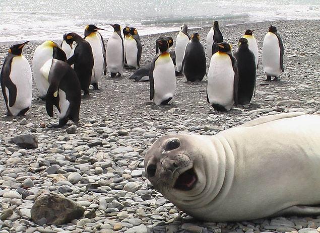 1. Seal: "Heey y'aalll."