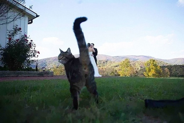 17. This is what the cat thinks of this wedding.