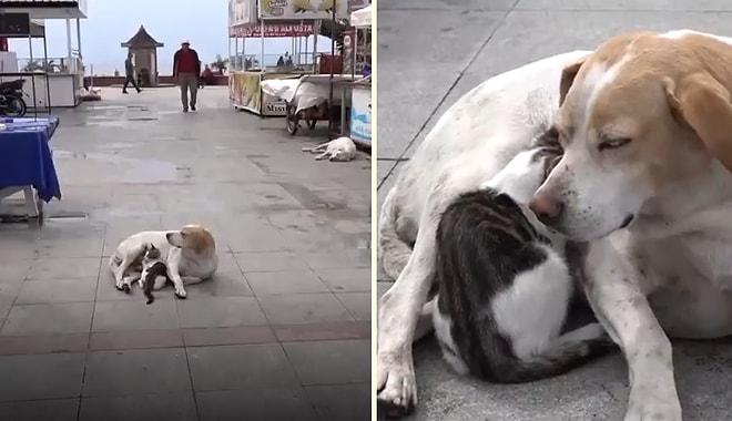 Minnoş Kediye Annelik Yapıp Emziren Sokak Köpeği