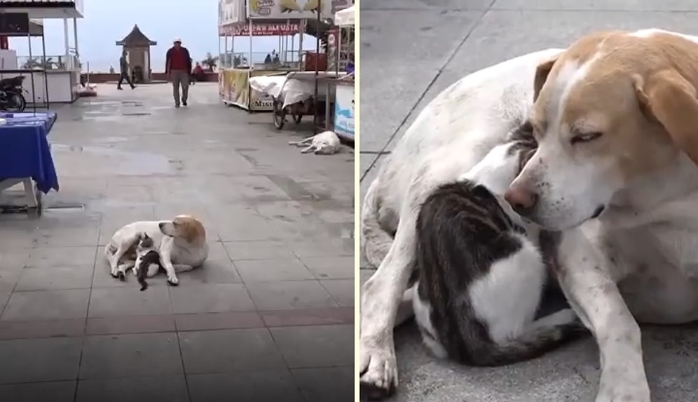 Minnoş Kediye Annelik Yapıp Emziren Sokak Köpeği