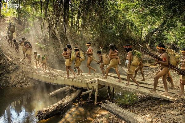 Maranhão ormanında yaşayan Awá kabilesi, Amazon'da ilkel bir şekilde yaşayan kabilelerden bir tanesi.
