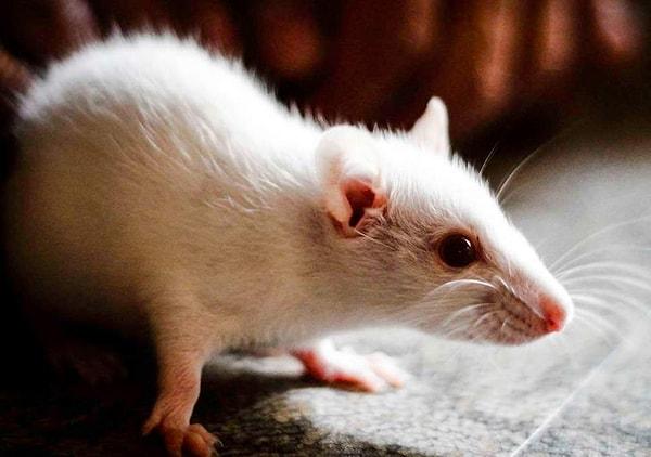 Laboratuvarında 1994'e dek yürüttüğü çalışmalar sonucunda fareler üzerinde bir deneme yapmaya karar verdi.